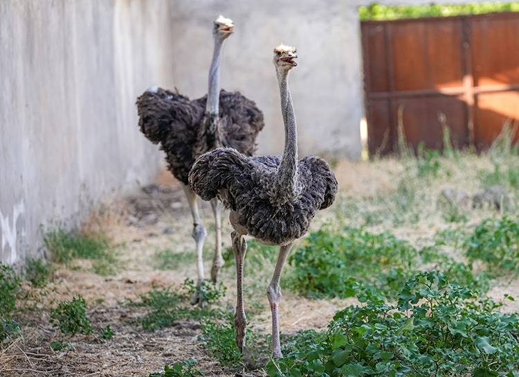 Yalnızlıktan strese girip kendini yollara vuran deve kuşuna eş bulundu 2